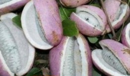 网红吃的八月瓜,八月瓜美食探秘